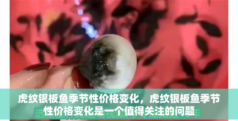 虎紋銀板魚季節(jié)性價格變化，虎紋銀板魚季節(jié)性價格變化是一個值得關注的問題