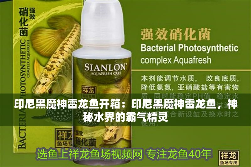 印尼黑魔神雷龍魚開箱：印尼黑魔神雷龍魚，神秘水界的霸氣精靈
