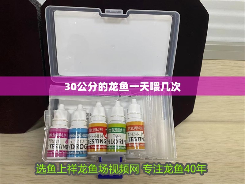 30公分的龍魚一天喂幾次