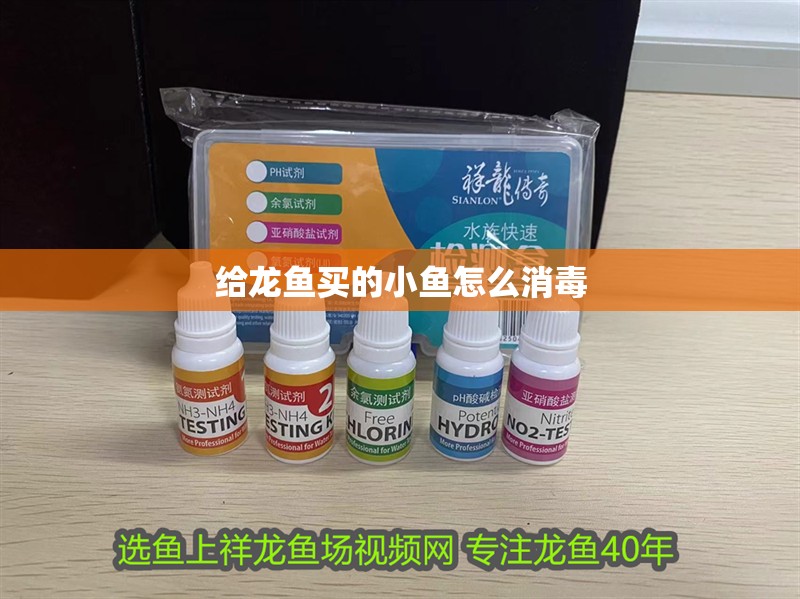 給龍魚買的小魚怎么消毒 給龍魚買的小魚怎么消毒 龍魚百科 第1張