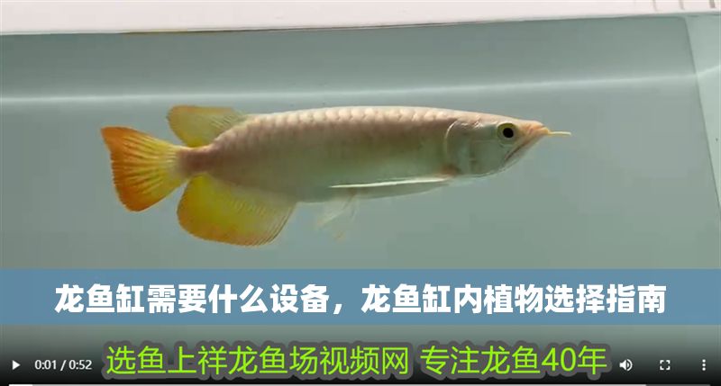 龍魚缸需要什么設備，龍魚缸內植物選擇指南