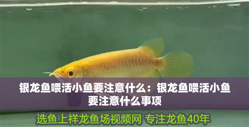 銀龍魚喂活小魚要注意什么：銀龍魚喂活小魚要注意什么事項