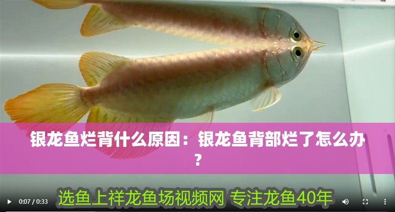 銀龍魚爛背什么原因：銀龍魚背部爛了怎么辦?