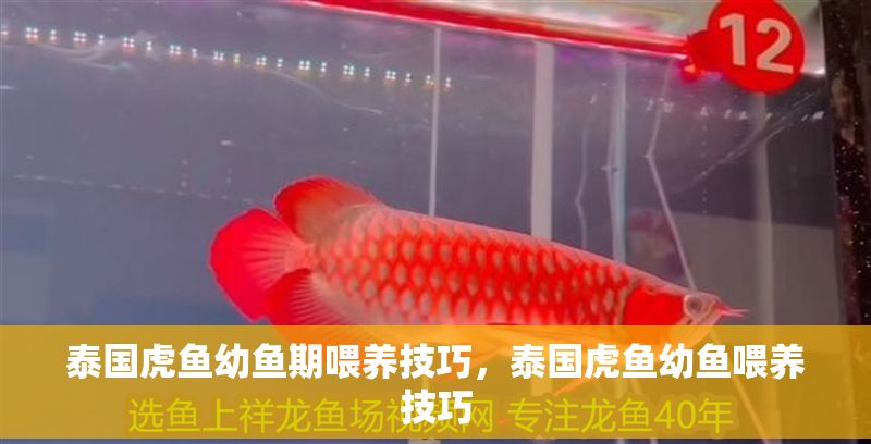 泰國虎魚幼魚期喂養技巧，泰國虎魚幼魚喂養技巧 泰國虎魚幼魚期喂養技巧，泰國虎魚幼魚喂養技巧 虎魚百科 第2張