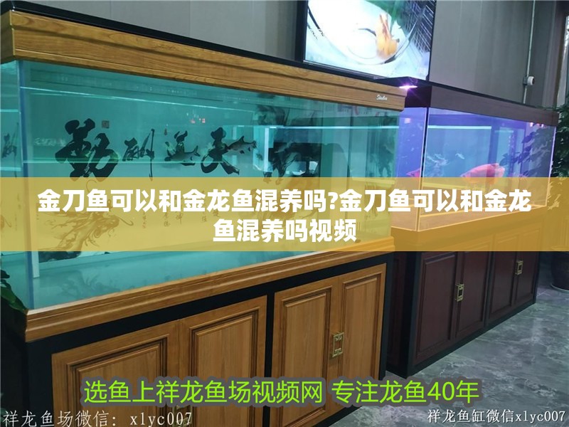 金刀魚可以和金龍魚混養嗎?金刀魚可以和金龍魚混養嗎視頻