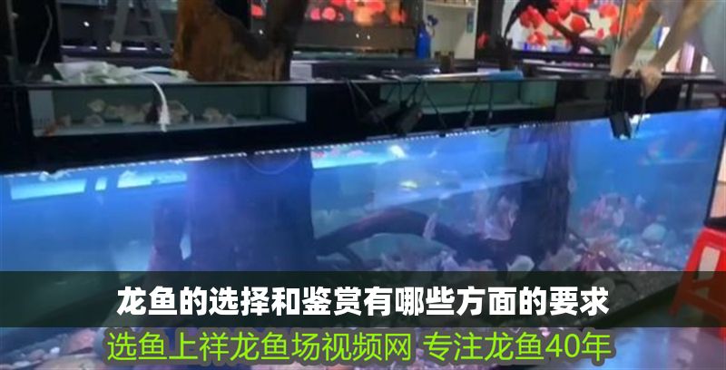 龍魚的選擇和鑒賞有哪些方面的要求 龍魚的選擇和鑒賞有哪些方面的要求 龍魚百科 第2張