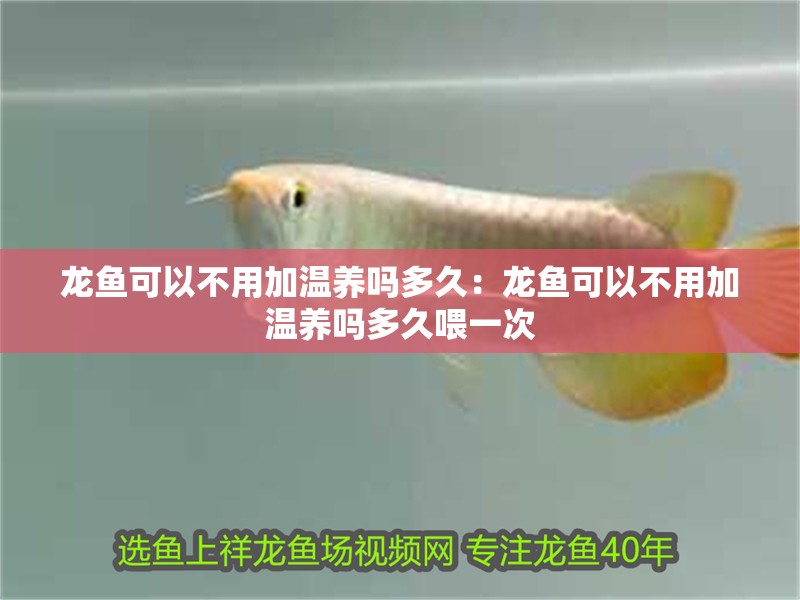 龍魚可以不用加溫養嗎多久:龍魚可以不用加溫養嗎多久喂一次 水族問答 龍魚可以不用加溫養嗎多久:龍魚可以不用加溫養嗎多久喂一次 龍魚可以不用加溫養嗎多久:龍魚可以不用加溫養嗎多久喂一次 水族問答