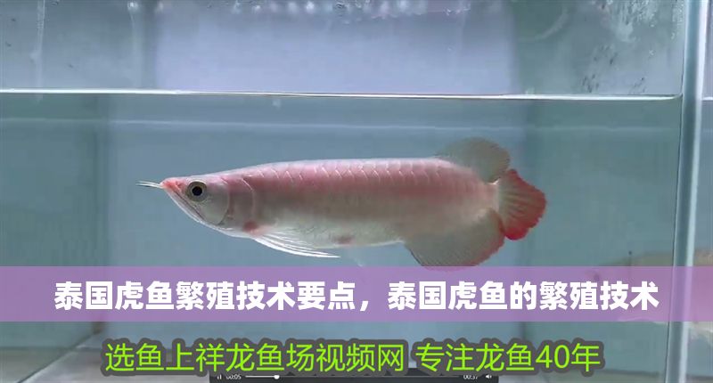 泰國虎魚繁殖技術(shù)要點，泰國虎魚的繁殖技術(shù) 泰國虎魚繁殖技術(shù)要點，泰國虎魚的繁殖技術(shù) 虎魚百科 第1張
