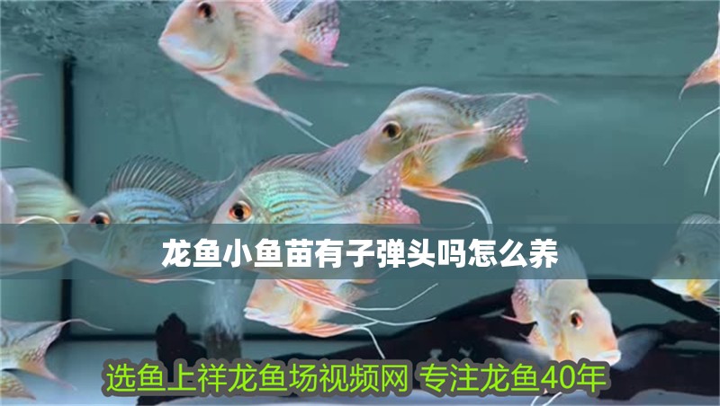 龍魚小魚苗有子彈頭嗎怎么養 龍魚百科 第2張 龍魚小魚苗有子彈頭嗎怎么養 龍魚小魚苗有子彈頭嗎怎么養 龍魚百科 第2張