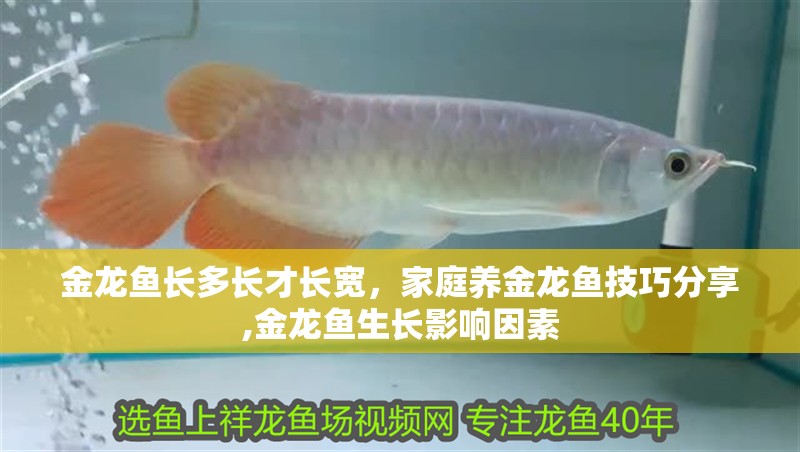 金龍魚長多長才長寬,家庭養金龍魚技巧分享,金龍魚生長影響因素 龍魚百科 第2張 金龍魚長多長才長寬,家庭養金龍魚技巧分享,金龍魚生長影響因素 金龍魚長多長才長寬,家庭養金龍魚技巧分享,金龍魚生長影響因素 龍魚百科 第2張