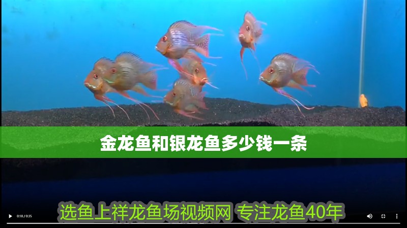 金龍魚和銀龍魚多少錢一條