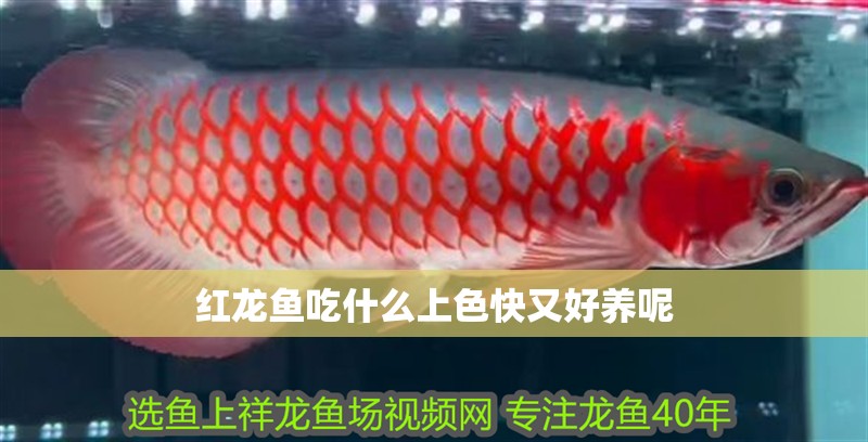 紅龍魚吃什么上色快又好養(yǎng)呢