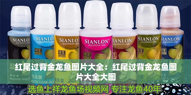 金龍魚 紅尾過背金龍魚圖片大全:紅尾過背金龍魚圖片大全大圖 水族問答 紅尾過背金龍魚圖片大全:紅尾過背金龍魚圖片大全大圖 紅尾過背金龍魚圖片大全:紅尾過背金龍魚圖片大全大圖 水族問答