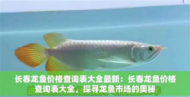 長春龍魚價格查詢表大全最新：長春龍魚價格查詢表大全，探尋龍魚市場的奧秘