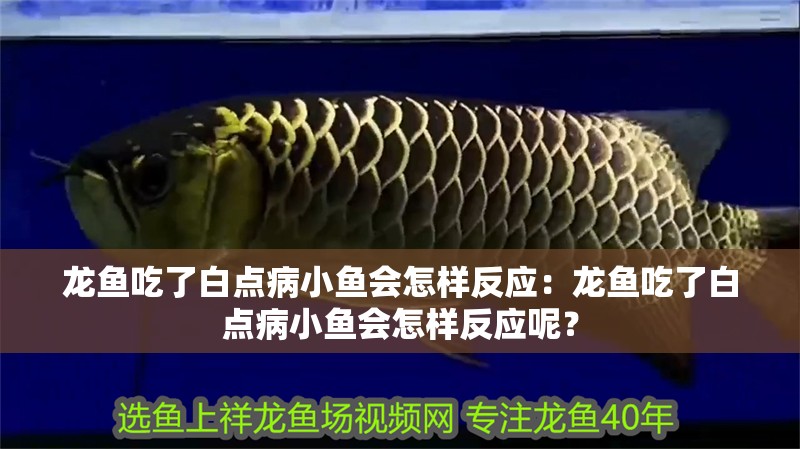 龍魚吃了白點病小魚會怎樣反應：龍魚吃了白點病小魚會怎樣反應呢？