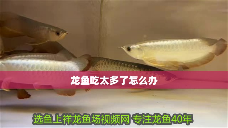 龍魚(yú)吃太多了怎么辦