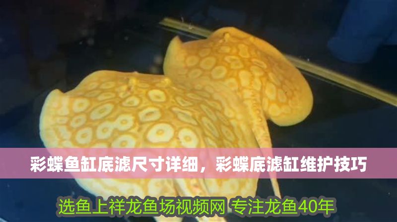 彩蝶魚缸底濾尺寸詳細，彩蝶底濾缸維護技巧
