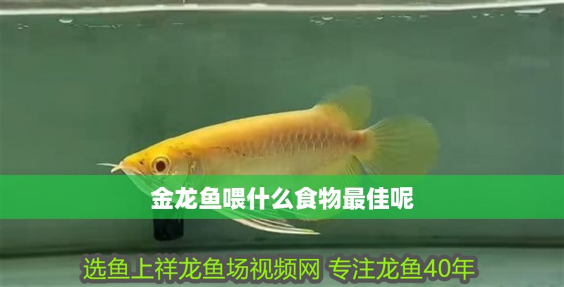 金龍魚喂什么食物最佳呢
