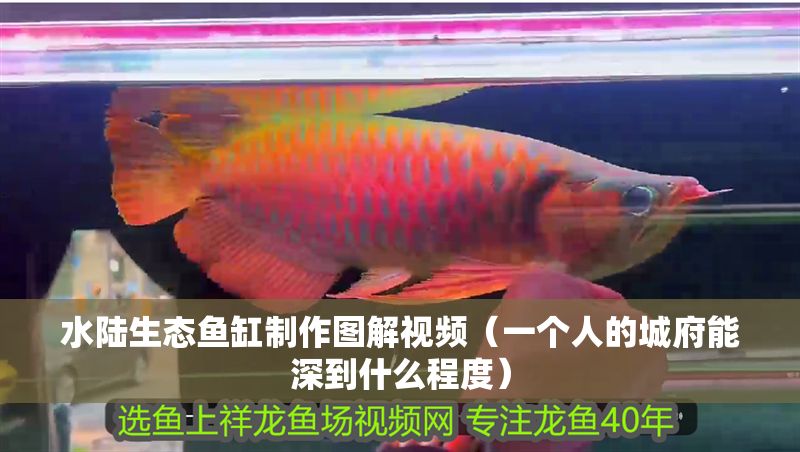 水陸生態魚缸制作圖解視頻（一個人的城府能深到什么程度）