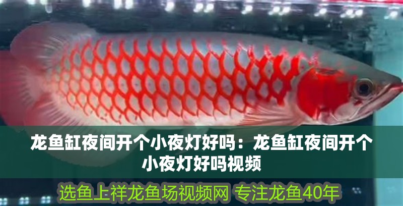 龍魚缸夜間開個小夜燈好嗎：龍魚缸夜間開個小夜燈好嗎視頻