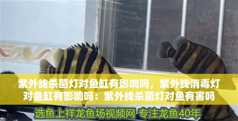 紫外線殺菌燈對魚缸有影響嗎，紫外線消毒燈對魚缸有影響嗎：紫外線殺菌燈對魚有害嗎