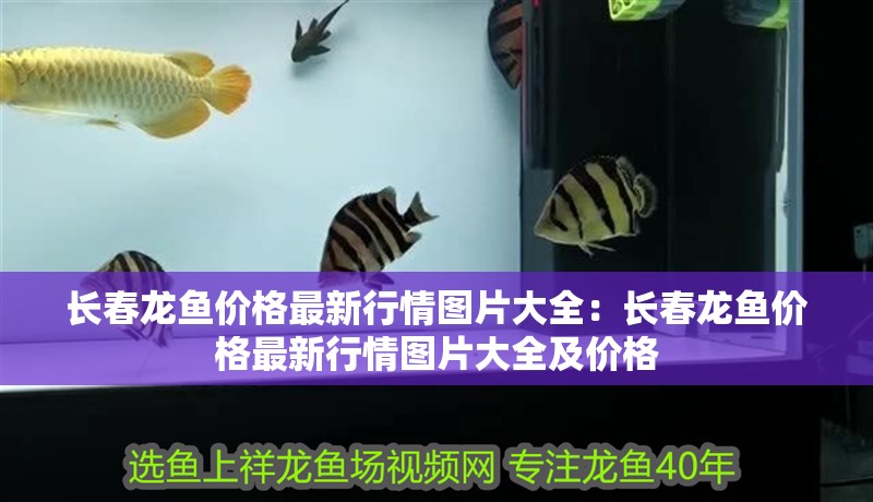 長(zhǎng)春龍魚(yú)價(jià)格最新行情圖片大全：長(zhǎng)春龍魚(yú)價(jià)格最新行情圖片大全及價(jià)格 長(zhǎng)春龍魚(yú)價(jià)格最新行情圖片大全：長(zhǎng)春龍魚(yú)價(jià)格最新行情圖片大全及價(jià)格 水族問(wèn)答