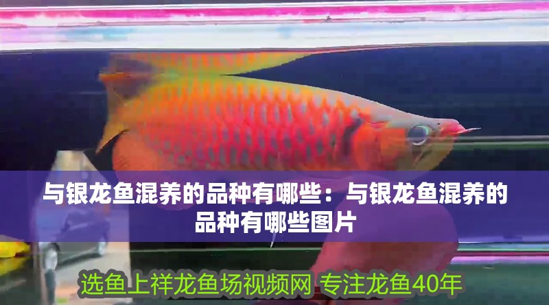與銀龍魚混養的品種有哪些：與銀龍魚混養的品種有哪些圖片