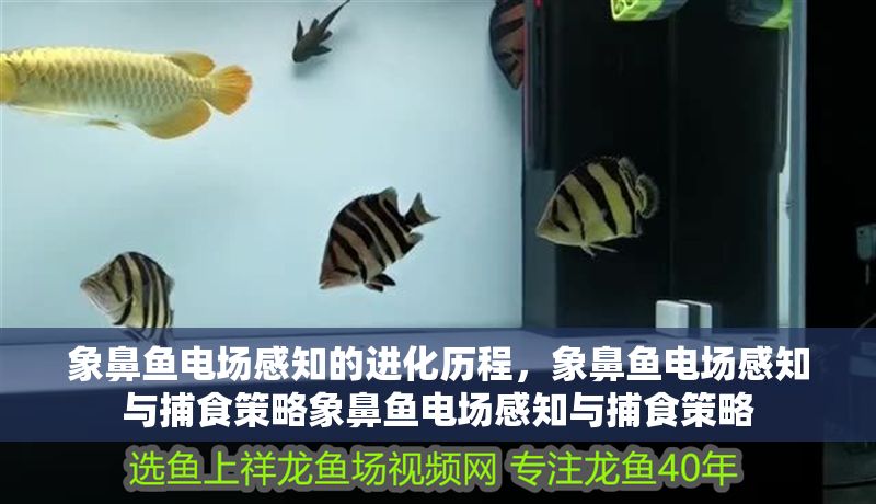 象鼻魚電場(chǎng)感知的進(jìn)化歷程，象鼻魚電場(chǎng)感知與捕食策略象鼻魚電場(chǎng)感知與捕食策略