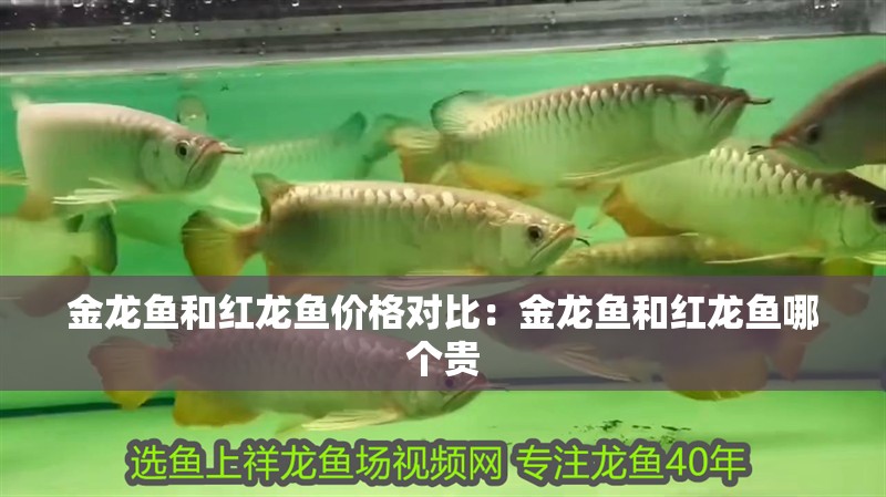 金龍魚和紅龍魚價格對比：金龍魚和紅龍魚哪個貴