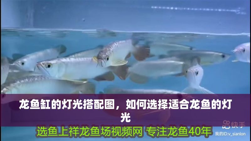 龍魚缸的燈光搭配圖，如何選擇適合龍魚的燈光