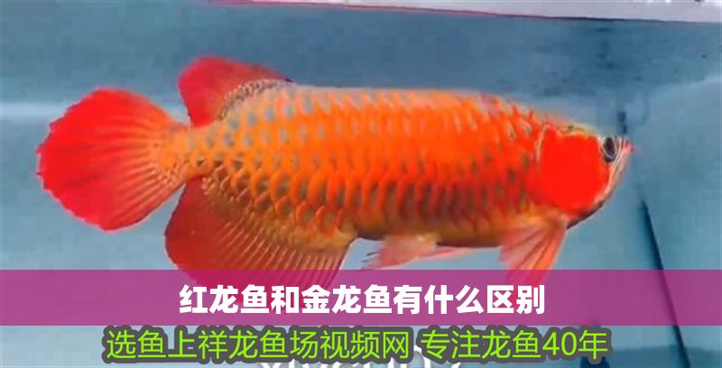 紅龍魚和金龍魚有什么區別