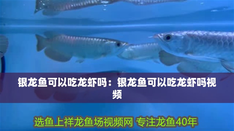銀龍魚可以吃龍蝦嗎：銀龍魚可以吃龍蝦嗎視頻 銀龍魚可以吃龍蝦嗎：銀龍魚可以吃龍蝦嗎視頻 水族問答