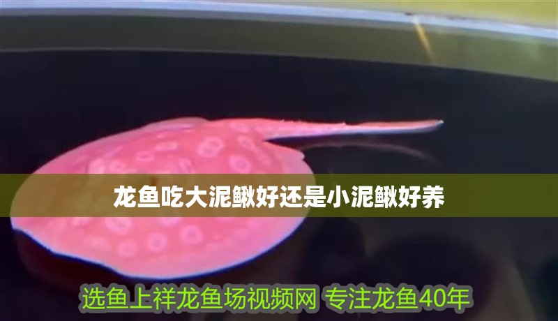 龍魚吃大泥鰍好還是小泥鰍好養