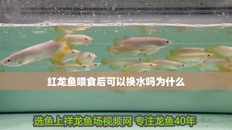 紅龍魚喂食后可以換水嗎為什么