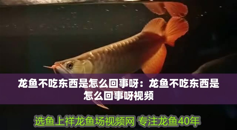 龍魚不吃東西是怎么回事呀：龍魚不吃東西是怎么回事呀視頻