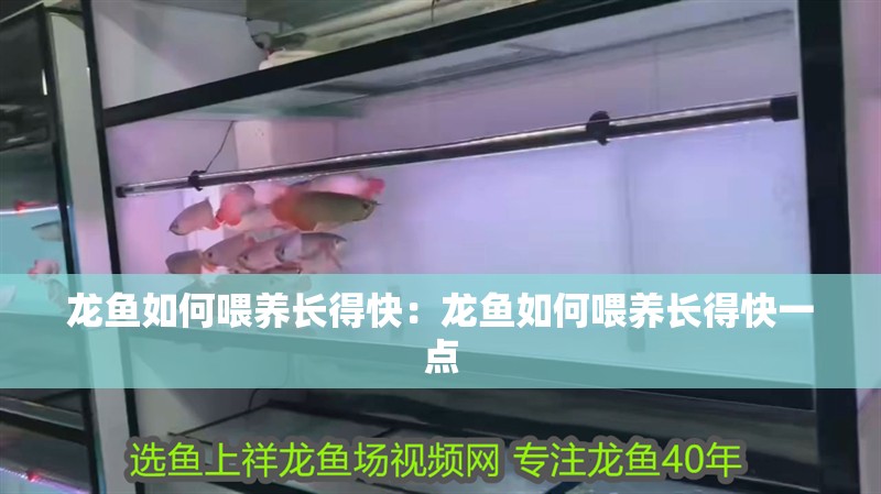 龍魚如何喂養長得快：龍魚如何喂養長得快一點