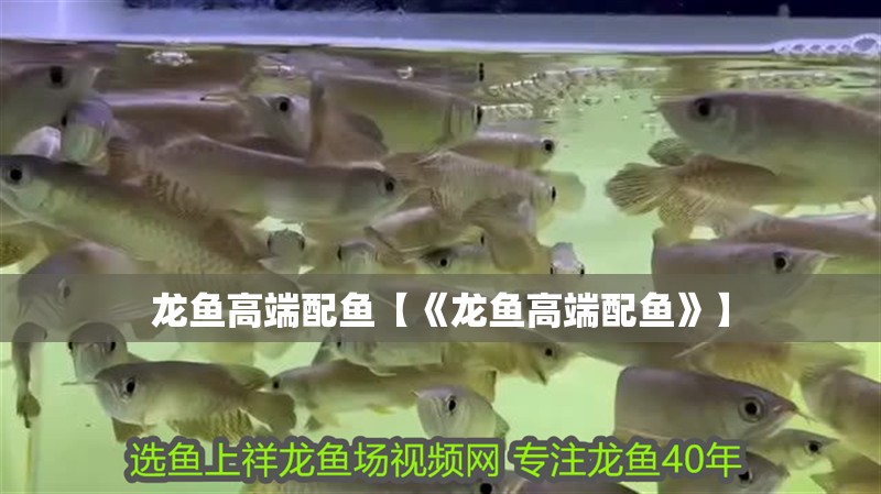 龍魚高端配魚【《龍魚高端配魚》】 龍魚高端配魚【《龍魚高端配魚》】 龍魚論壇