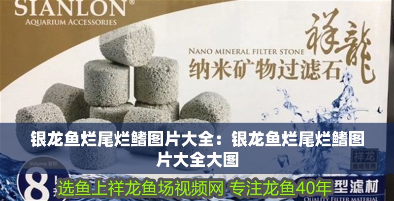 銀龍魚爛尾爛鰭圖片大全：銀龍魚爛尾爛鰭圖片大全大圖 銀龍魚爛尾爛鰭圖片大全：銀龍魚爛尾爛鰭圖片大全大圖 水族問答