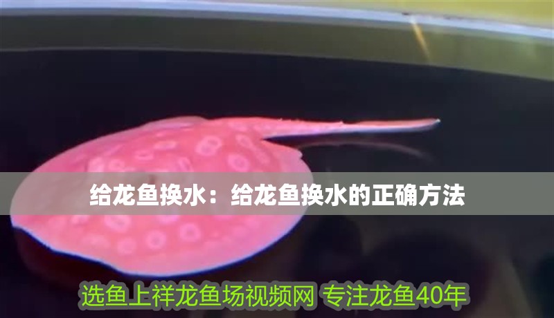 給龍魚換水：給龍魚換水的正確方法