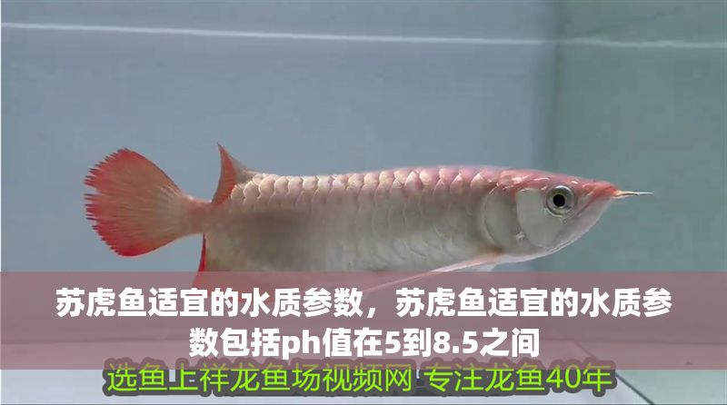 蘇虎魚適宜的水質(zhì)參數(shù)，蘇虎魚適宜的水質(zhì)參數(shù)包括ph值在5到8.5之間