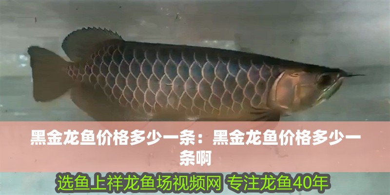 黑金龍魚價(jià)格多少一條：黑金龍魚價(jià)格多少一條啊
