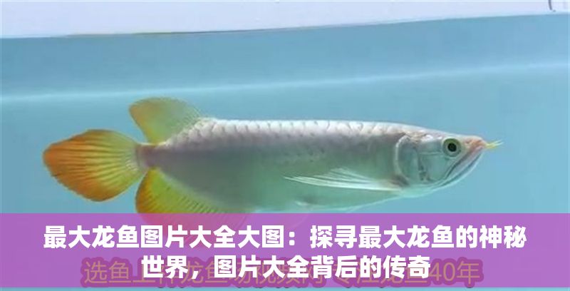 最大龍魚圖片大全大圖:探尋最大龍魚的神秘世界,圖片大全背后的傳奇 龍魚百科 第1張 最大龍魚圖片大全大圖:探尋最大龍魚的神秘世界,圖片大全背后的傳奇 最大龍魚圖片大全大圖:探尋最大龍魚的神秘世界,圖片大全背后的傳奇 龍魚百科 第1張