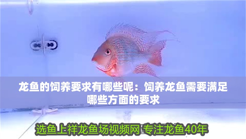 龍魚的飼養(yǎng)要求有哪些呢：飼養(yǎng)龍魚需要滿足哪些方面的要求