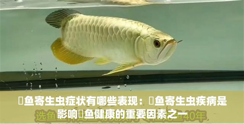 魟魚寄生蟲癥狀有哪些表現(xiàn)：魟魚寄生蟲疾病是影響魟魚健康的重要因素之一