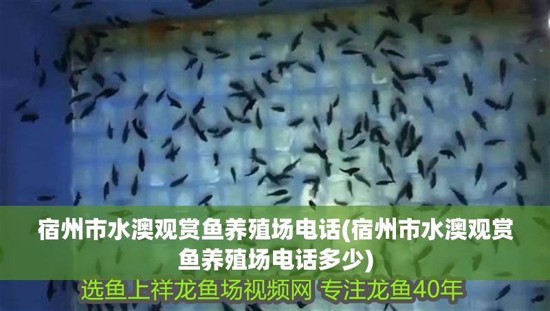 宿州市水澳觀賞魚養殖場電話(宿州市水澳觀賞魚養殖場電話多少)