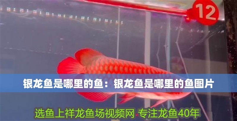 銀龍魚是哪里的魚：銀龍魚是哪里的魚圖片 銀龍魚是哪里的魚：銀龍魚是哪里的魚圖片 水族問答