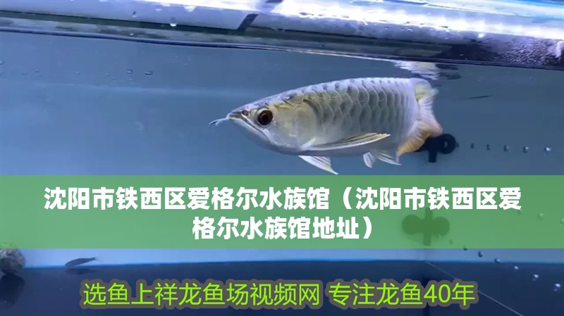 沈陽市鐵西區愛格爾水族館（沈陽市鐵西區愛格爾水族館地址）
