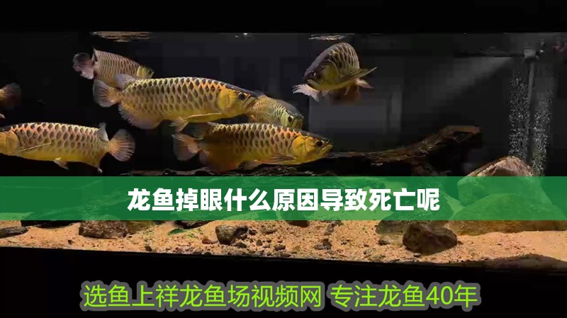 龍魚掉眼什么原因導致死亡呢