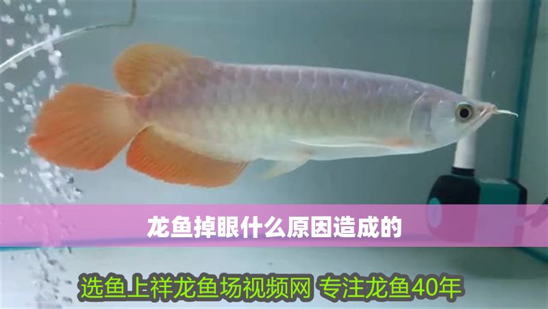 龍魚掉眼什么原因造成的