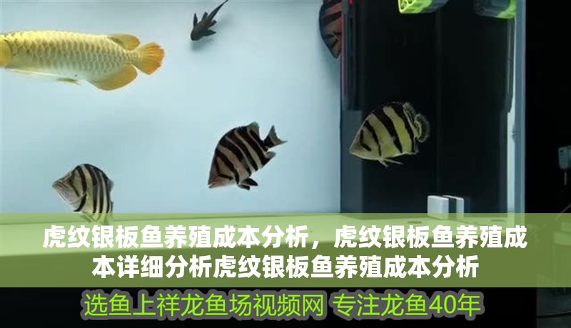 虎紋銀板魚養(yǎng)殖成本分析，虎紋銀板魚養(yǎng)殖成本詳細(xì)分析虎紋銀板魚養(yǎng)殖成本分析